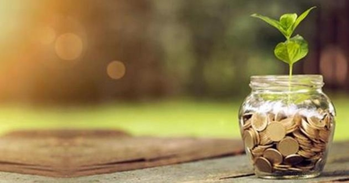 Денежное дерево: как посадить и куда поставить, чтобы оно « приносило деньги»