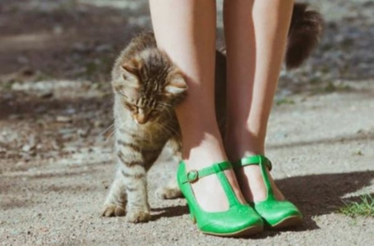 Почему кошки так любят тереться об ноги – ответ фелинологов
