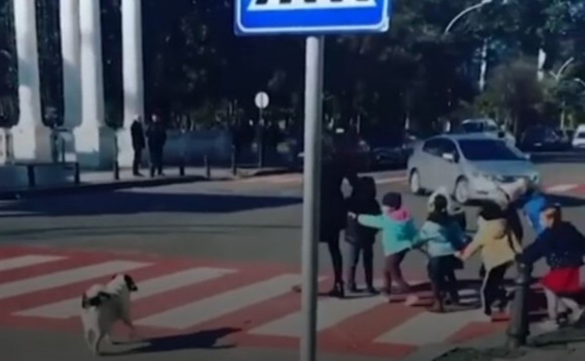 Новый хит Сети: собака, помогающая переходить дорогу детям
