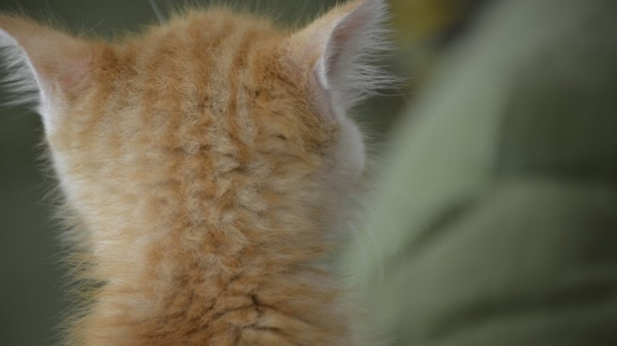 В Британии живет кошка с необычными глазами: фотофакт