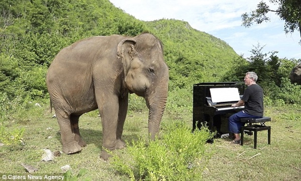 Пианист играет музыку, чтобы успокоить слепых слонов