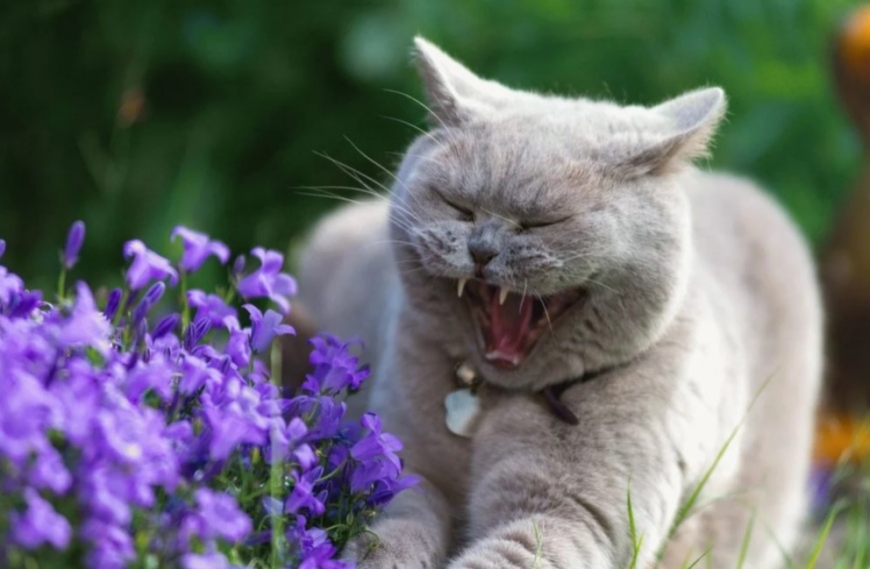 Семь самых неприятных запахов для вашей кошки