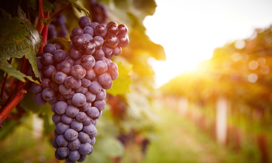 Что произойдет с телом, если есть виноград каждый день