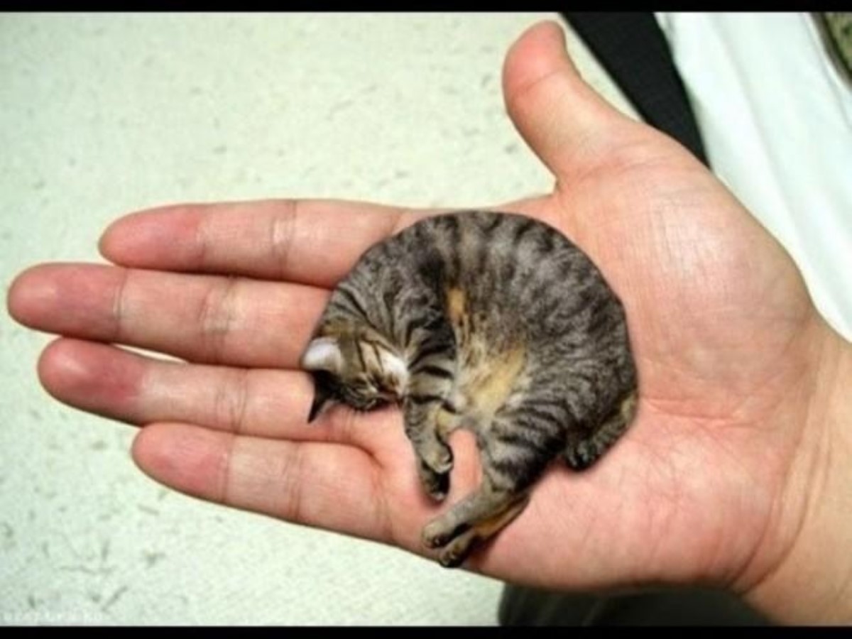 Как выглядит самая маленькая в мире порода кошек