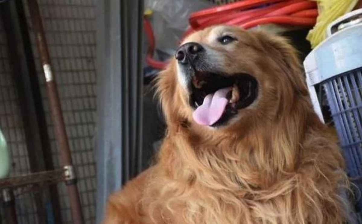 Собака съела паспорт своего хозяина, однако тот не рассердился