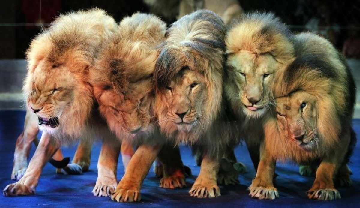 Львы чуть не загрызли друг друга во время представления в цирке