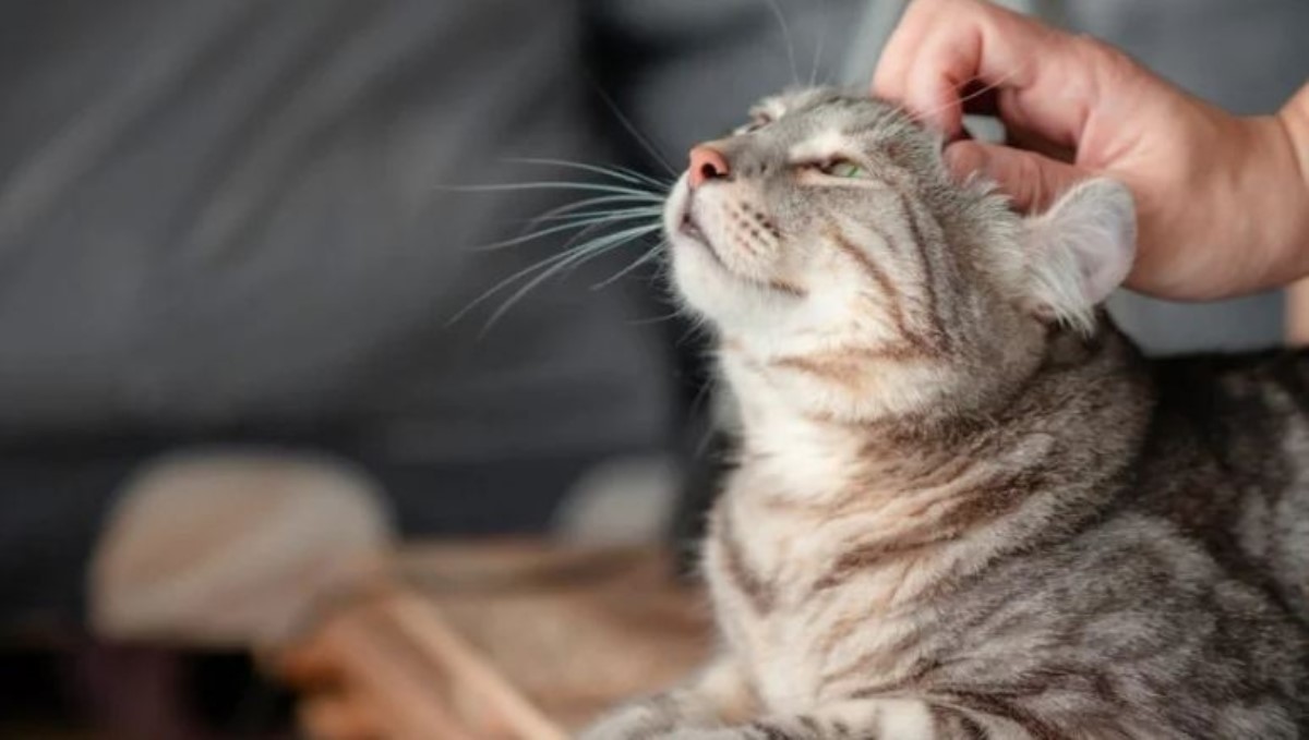 Кошачье пророчество: хозяину лапки кота раскроют многое тайны