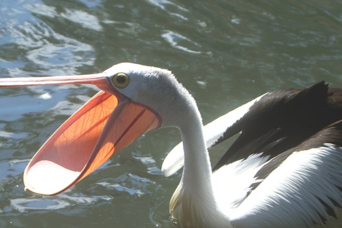 Нахальный пеликан ограбил рыбака средь бела дня