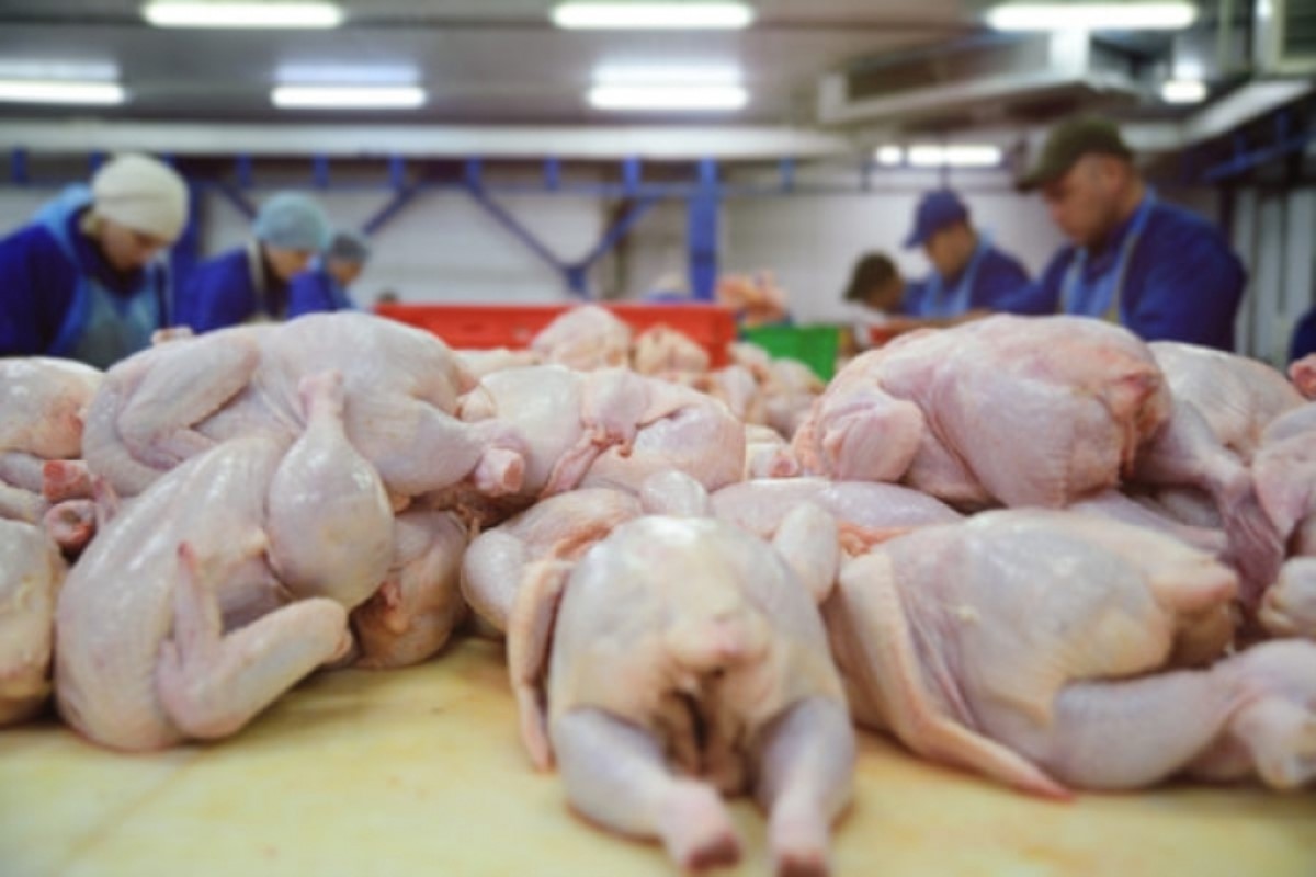 Украина готовится стать мировым лидером по росту производства курятины