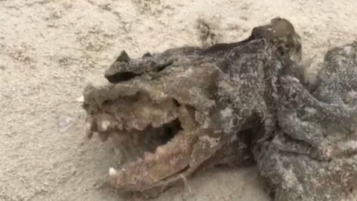 Жительница США обнаружила в парке останки таинственного существа