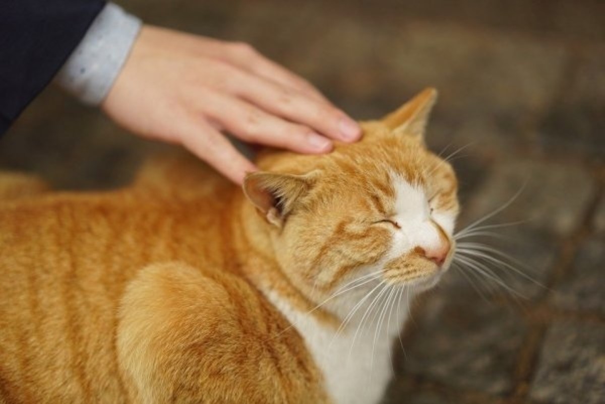 Кошка сохранит молодость: как аура животного оберегает жизнь хозяина