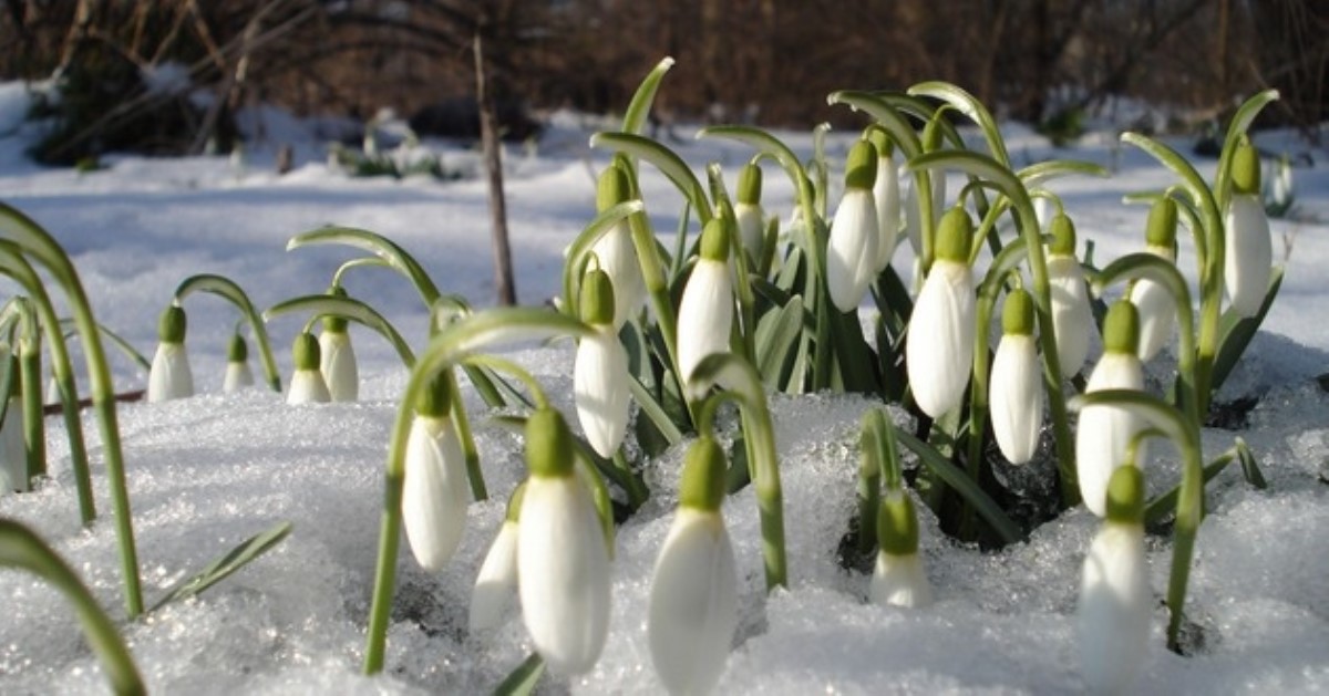Аномальная весна: синоптики ждут +14 в первые недели марта