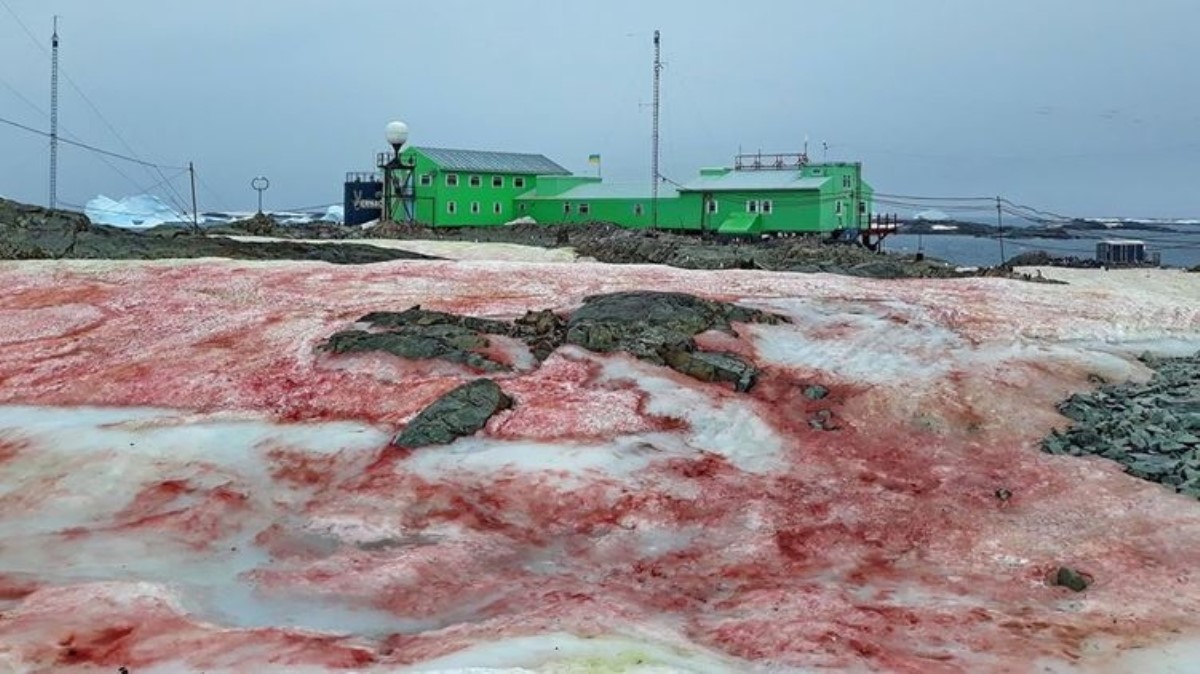 Вокруг украинской станции в Антарктике "пророс" красный снег