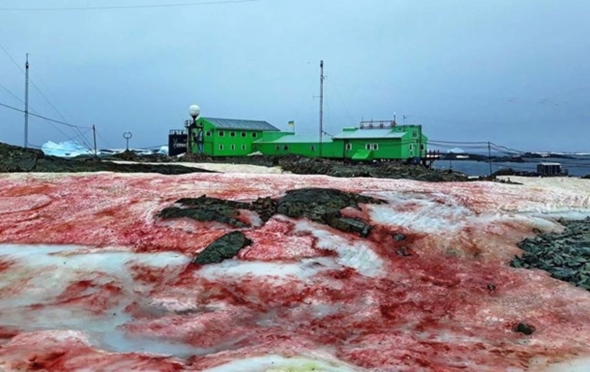 "Похоже на место преступления": в Антарктиде снег стал малиновым. Фото