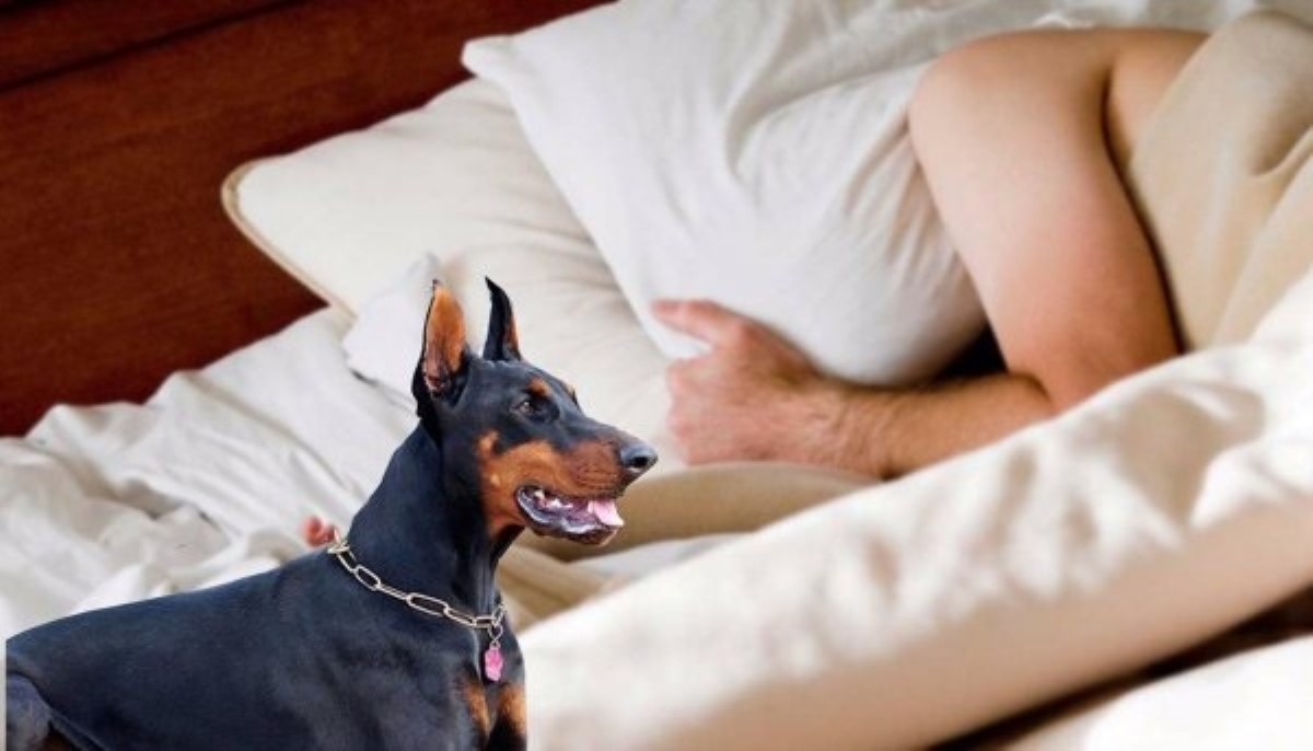 Не к добру: медиум утверждает, что животные во сне не всегда пророчат счастье