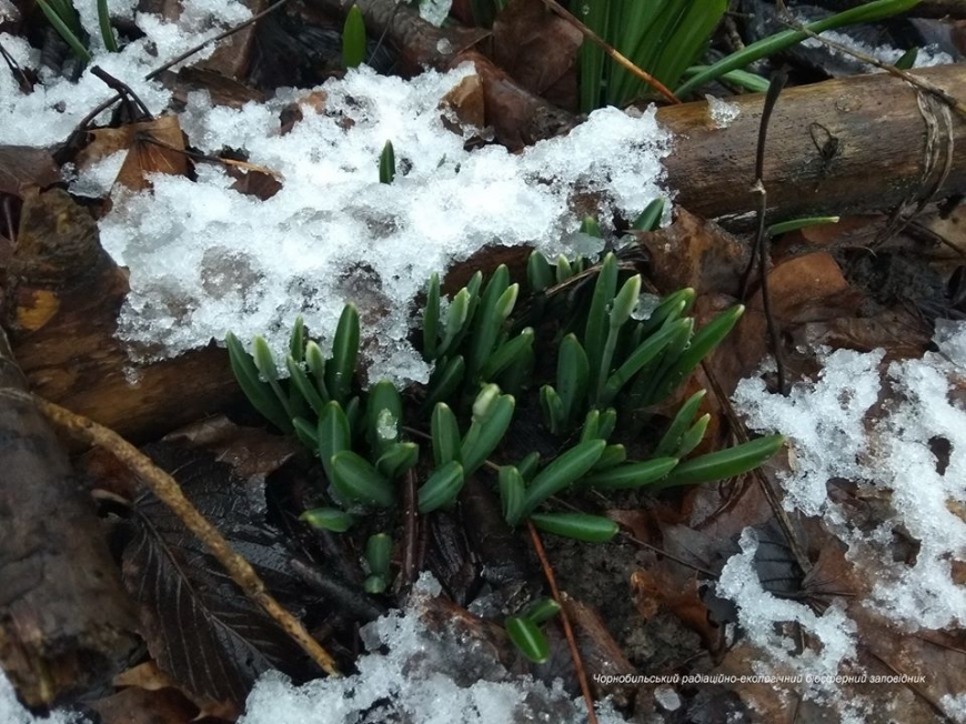 Чернобыльская зона зацвела: вот что творит аномальное тепло