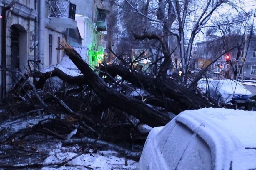 Ветер повалил ночью в Одессе почти полсотни деревьев