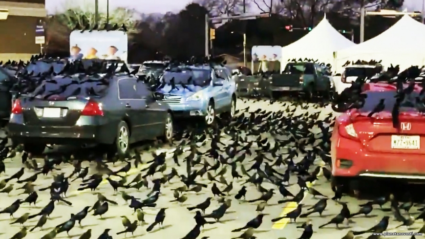 Миграция или знак беды: нашествие черных птиц в Техасе напугало людей