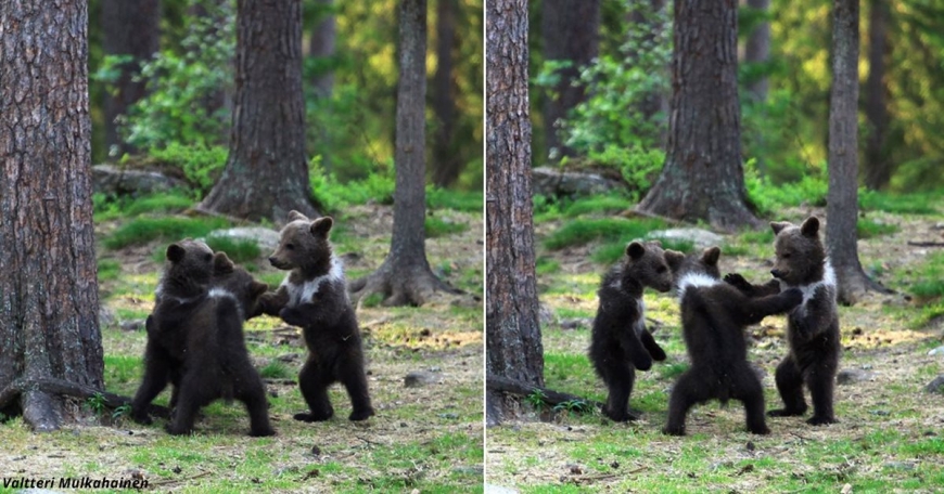 Учитель, прогуливаясь по лесу, наткнулся на танцующих медвежат