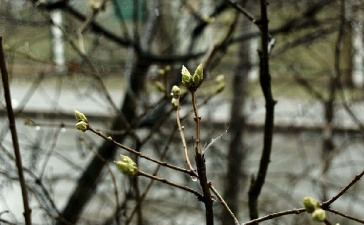 Получен свежий прогноз погоды на праздничные выходные