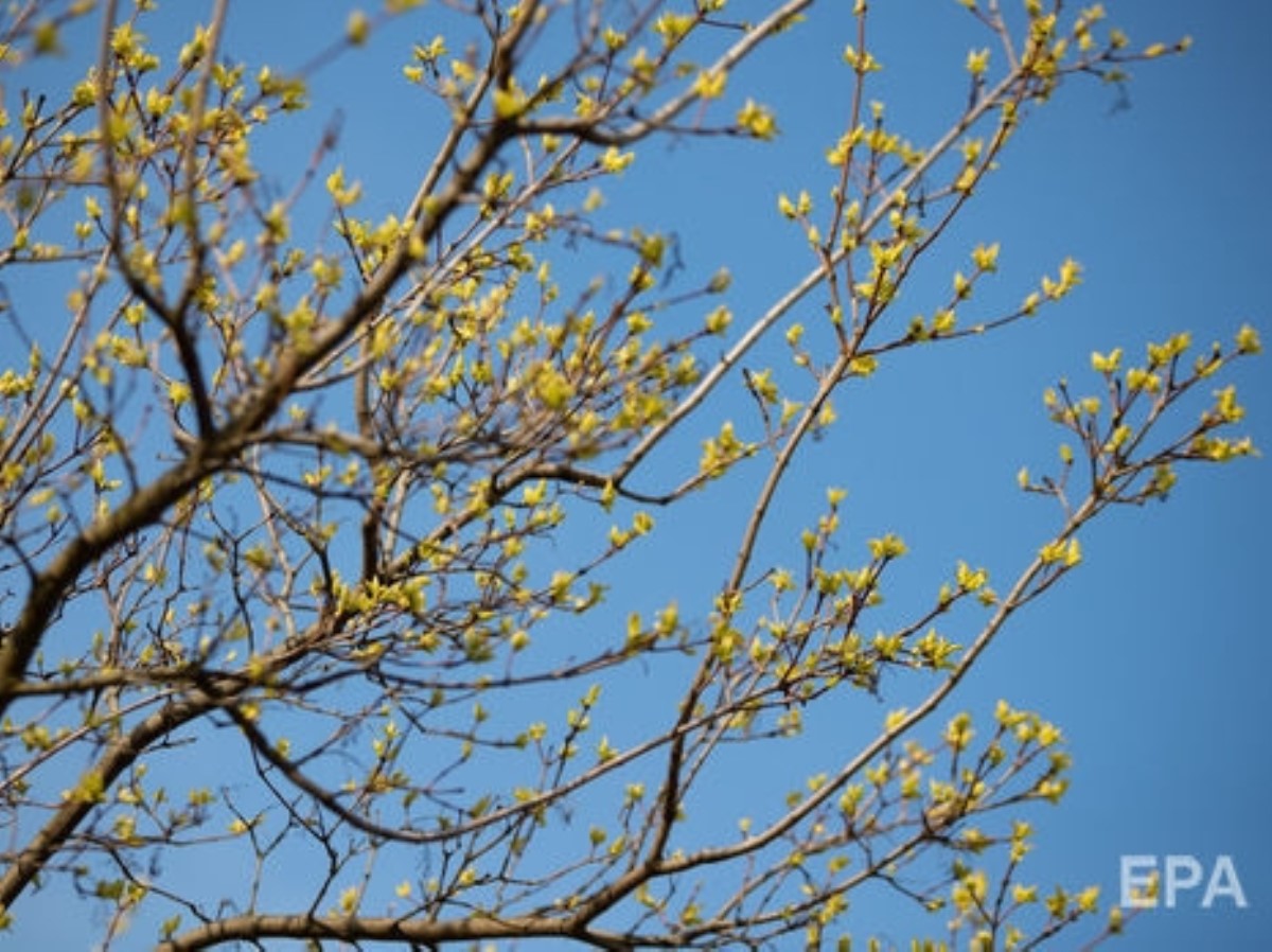 Синоптики рассказали, какой будет погода до конца недели