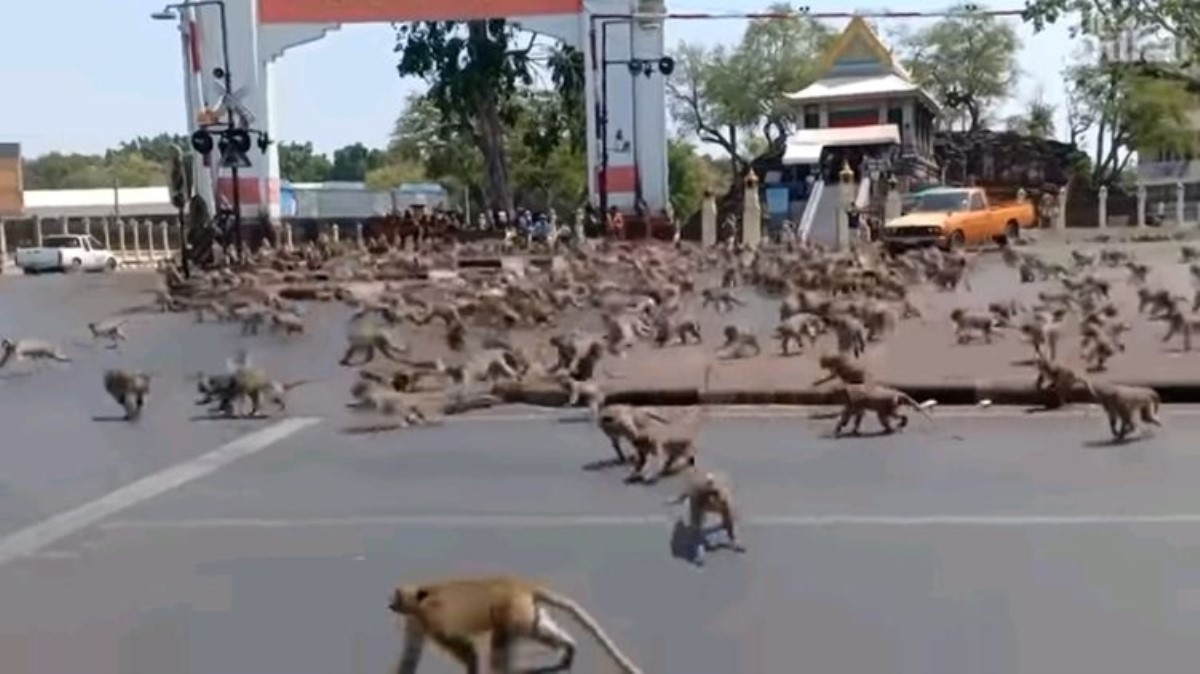Стаи голодных без туристов обезьян дерутся за еду в пустевших городах Таиланда