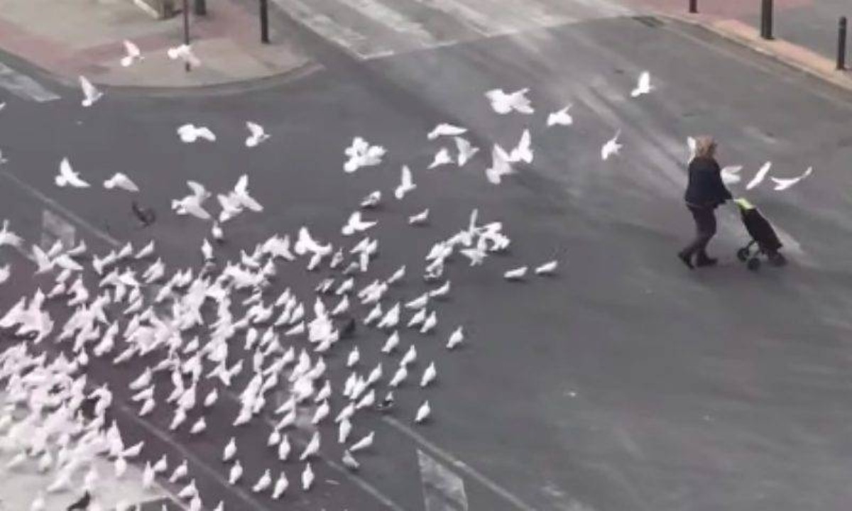В Испании голодные птицы нападают на прохожих