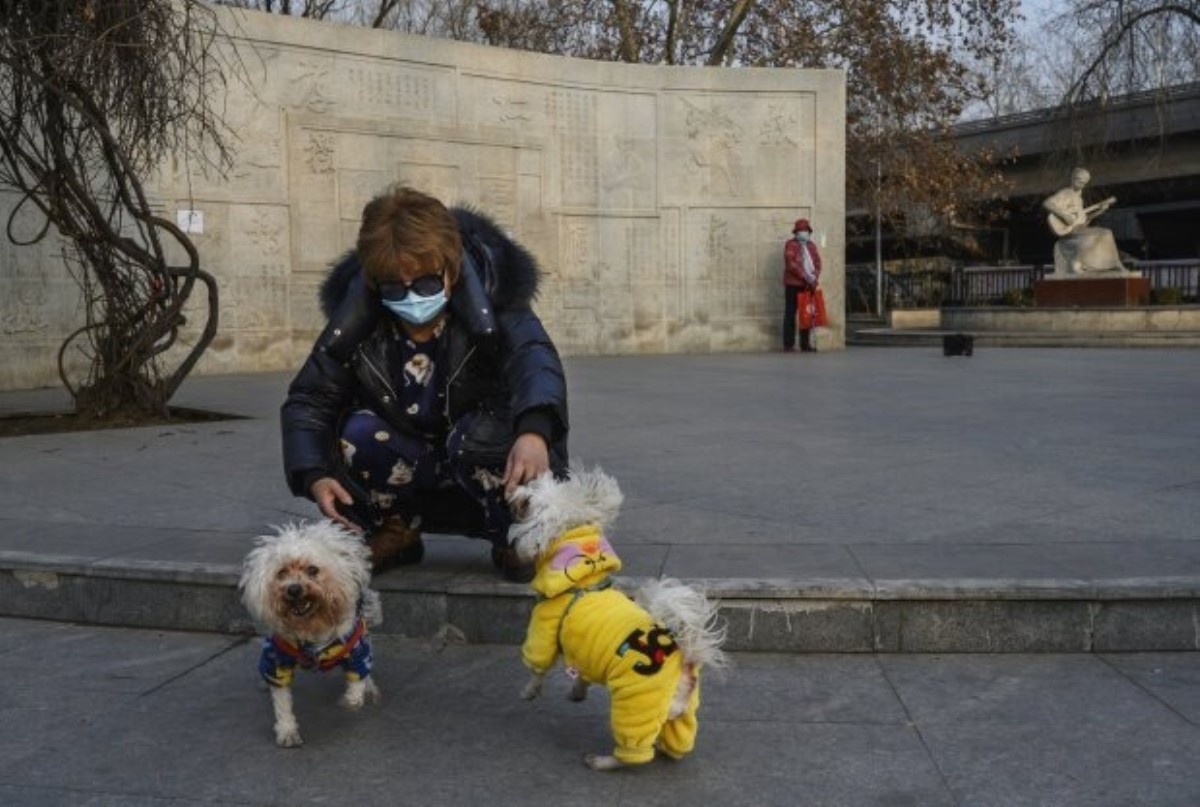 Итальянцы научили мир выгулу собак при пандемии