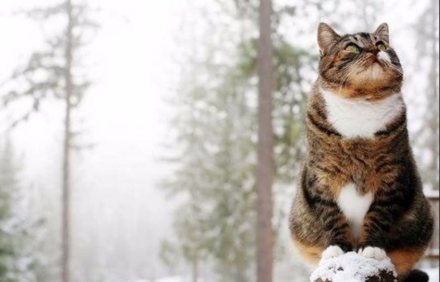 В Украину идет затяжное похолодание: синоптики назвали пик непогоды