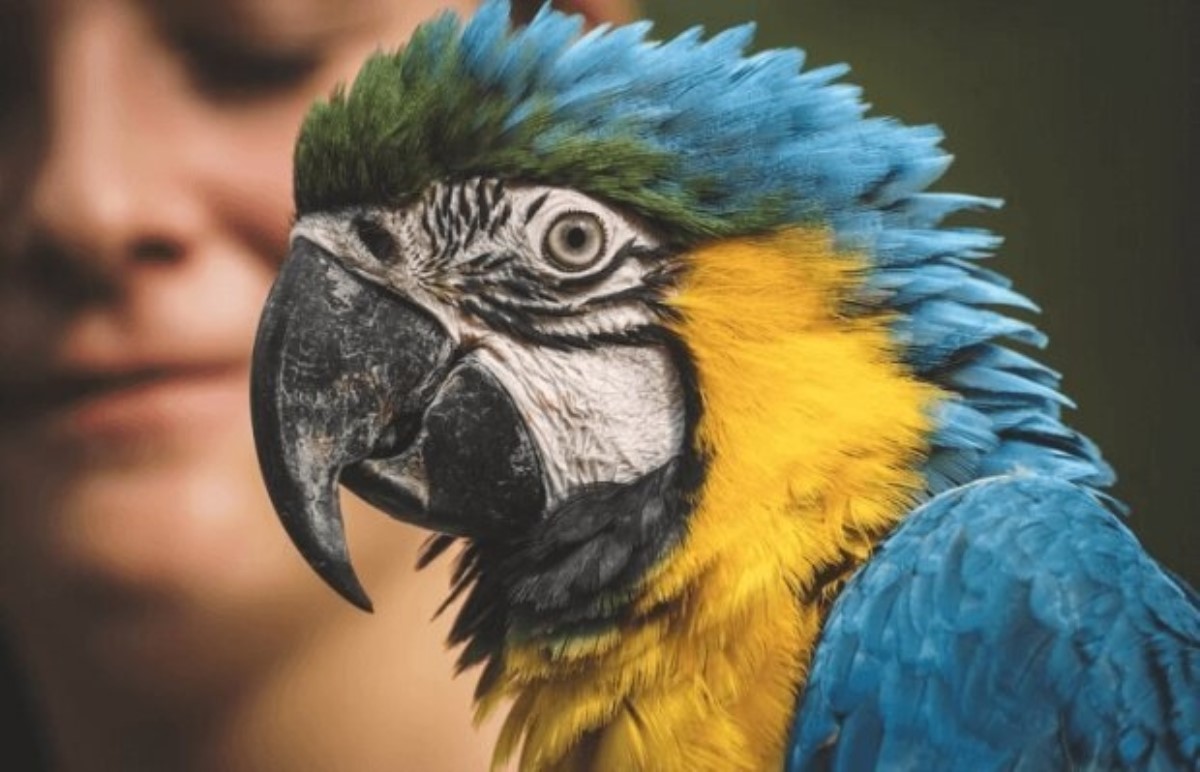 Ученые выяснили, что делает попугаев такими умными