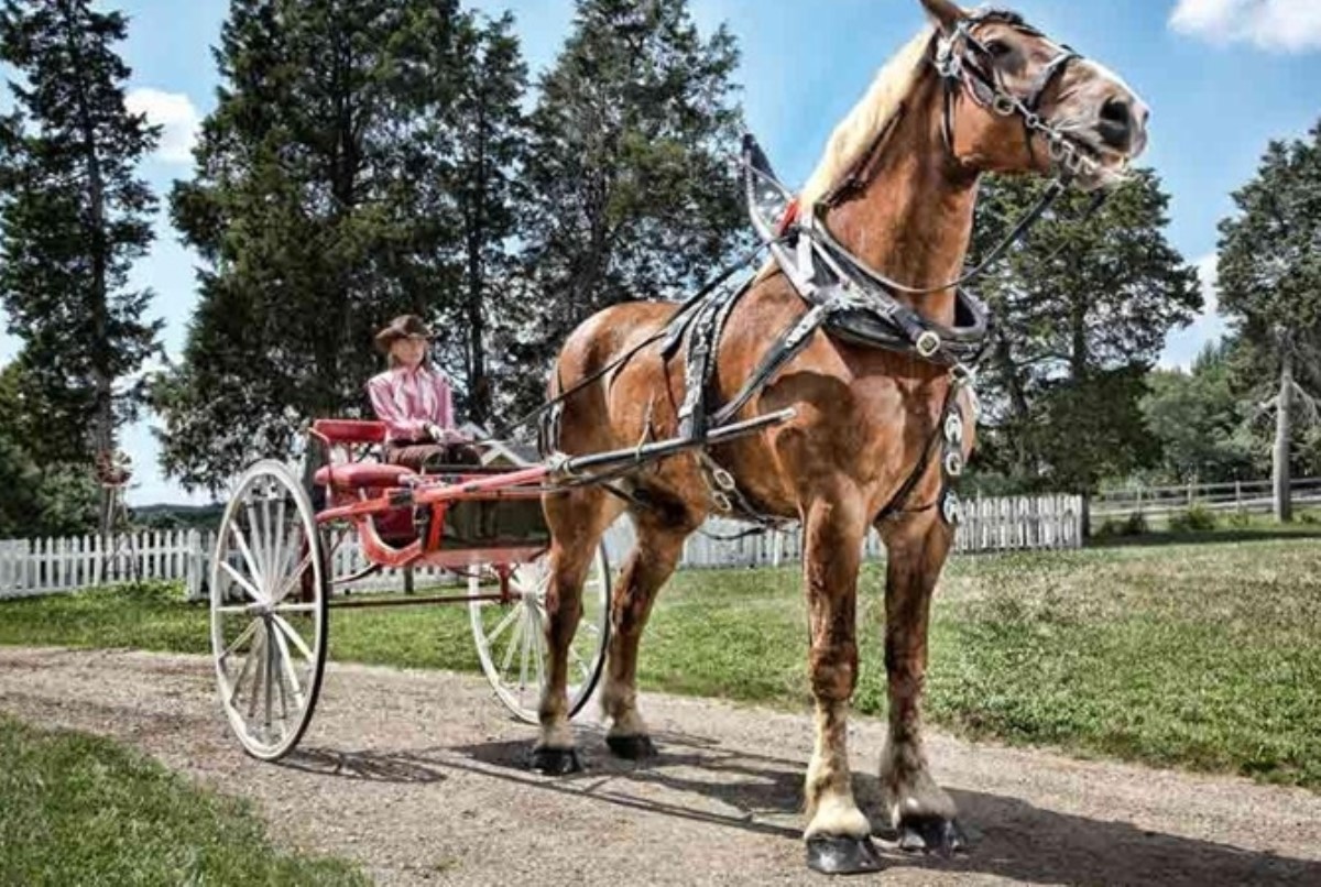 Самый высокий в мире конь «не отдает» рекорд уже 10 лет