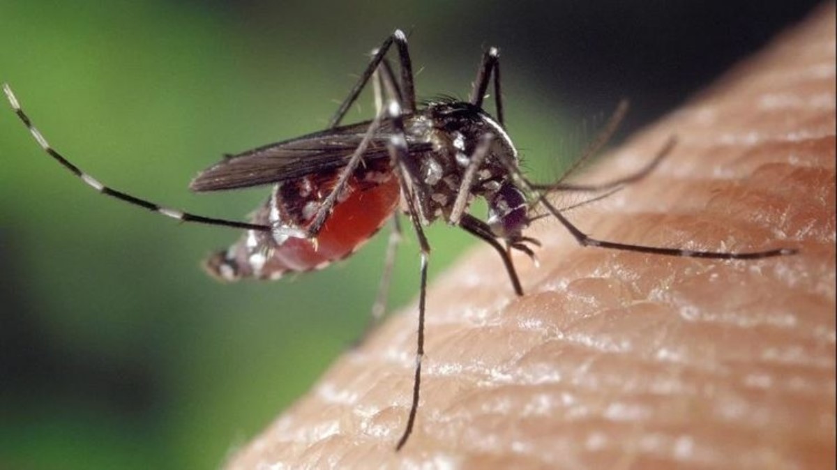 Доктор Комаровский рассказал, могут ли комары переносить коронавирус