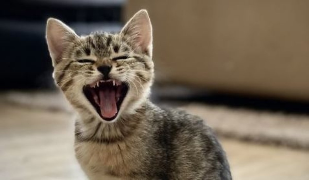 Такой рык — беды ярлык: почему коты шарахаются от хозяев