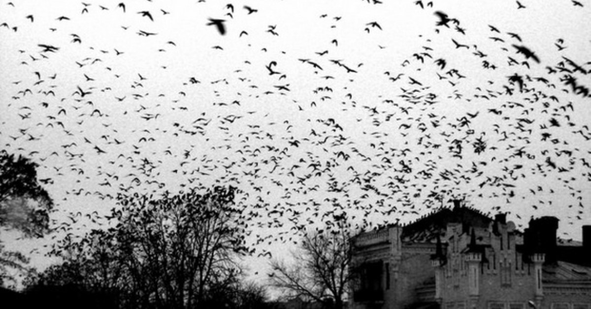 Предвестники смерти заслонили небо: тысячи птиц атаковали американские города