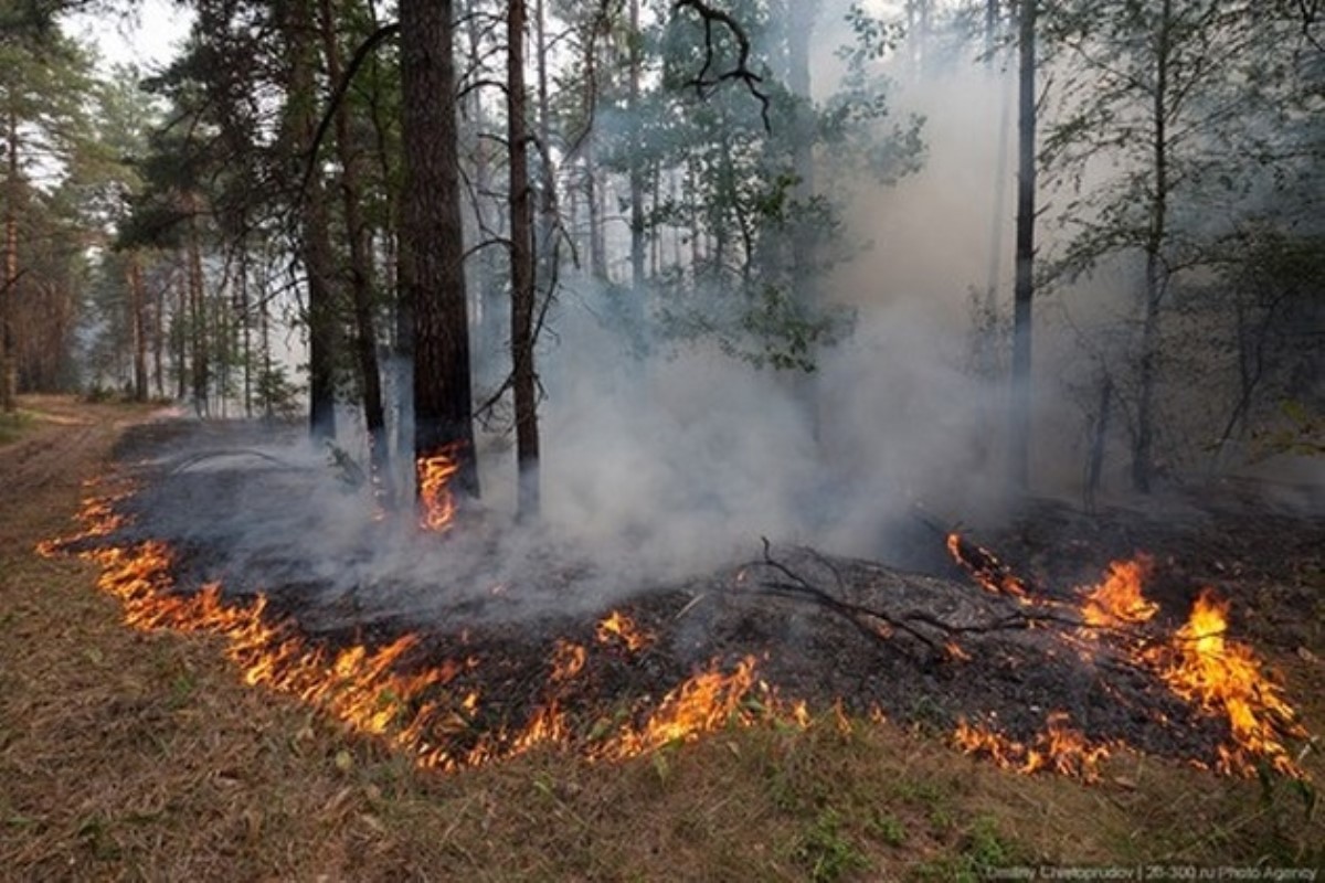Настоящий ад: как в Чернобыльской зоне горит лес