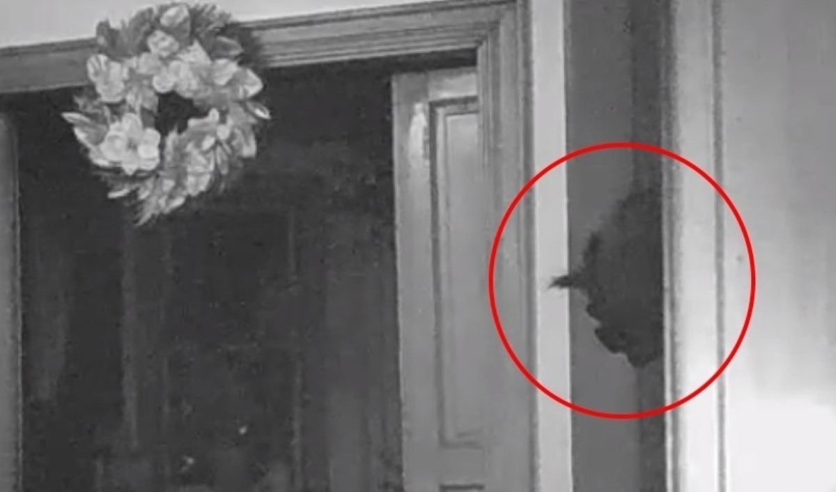 Камера наблюдения засняла странное существо, выглядывающее из двери