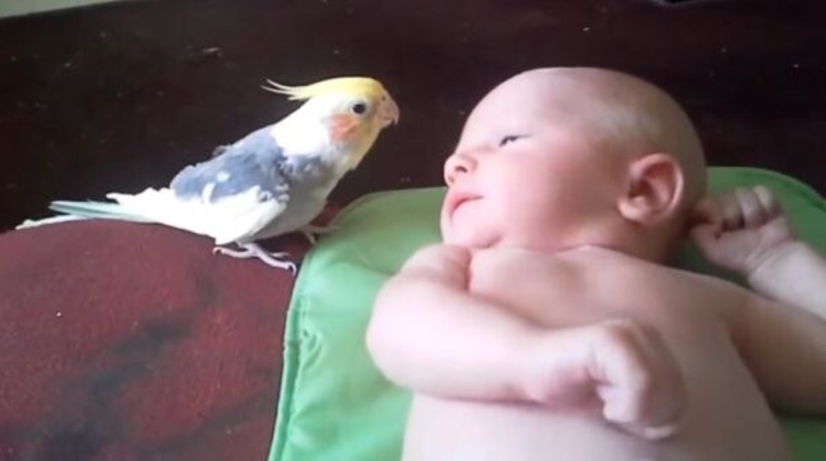 Крылатый нянь: попугай решил развлечь младенца