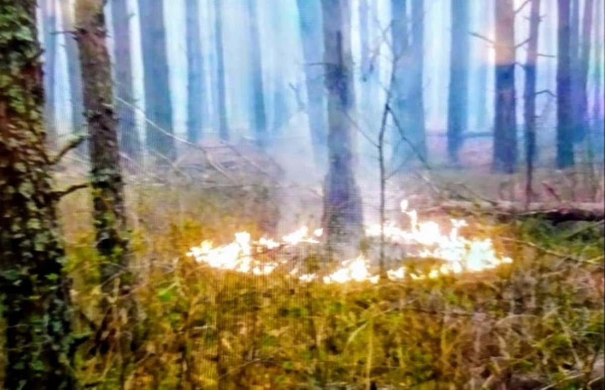 Нацгвардия начала антидиверсионную операцию из-за пожаров в Украине