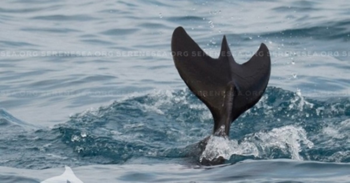 Дельфины порезвились у безлюдного пляжа в Бердянске