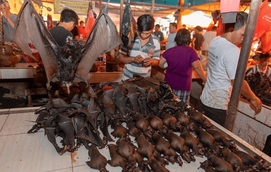 На вновь открывшихся китайских базарах опять торгуют летучими мышами