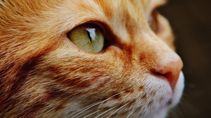 Кошатникам на заметку: как понять, что у кошки что-то болит