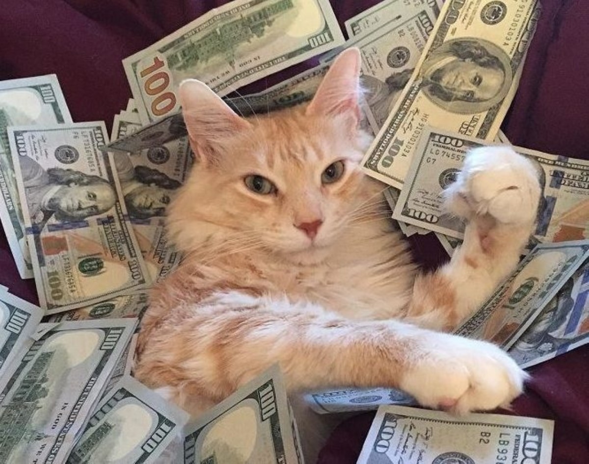 Эти породы кошек притягивают деньги в дом