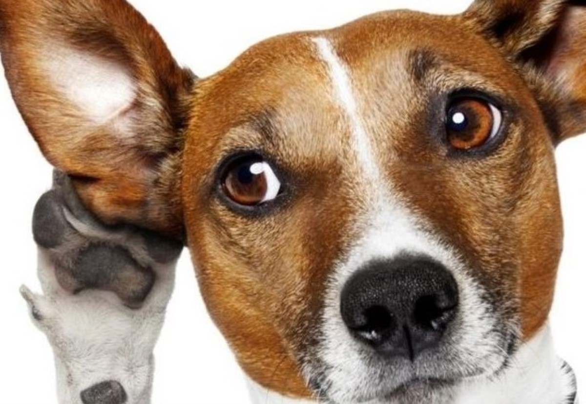 Почему собаки, слушая, что говорит хозяин, наклоняют голову