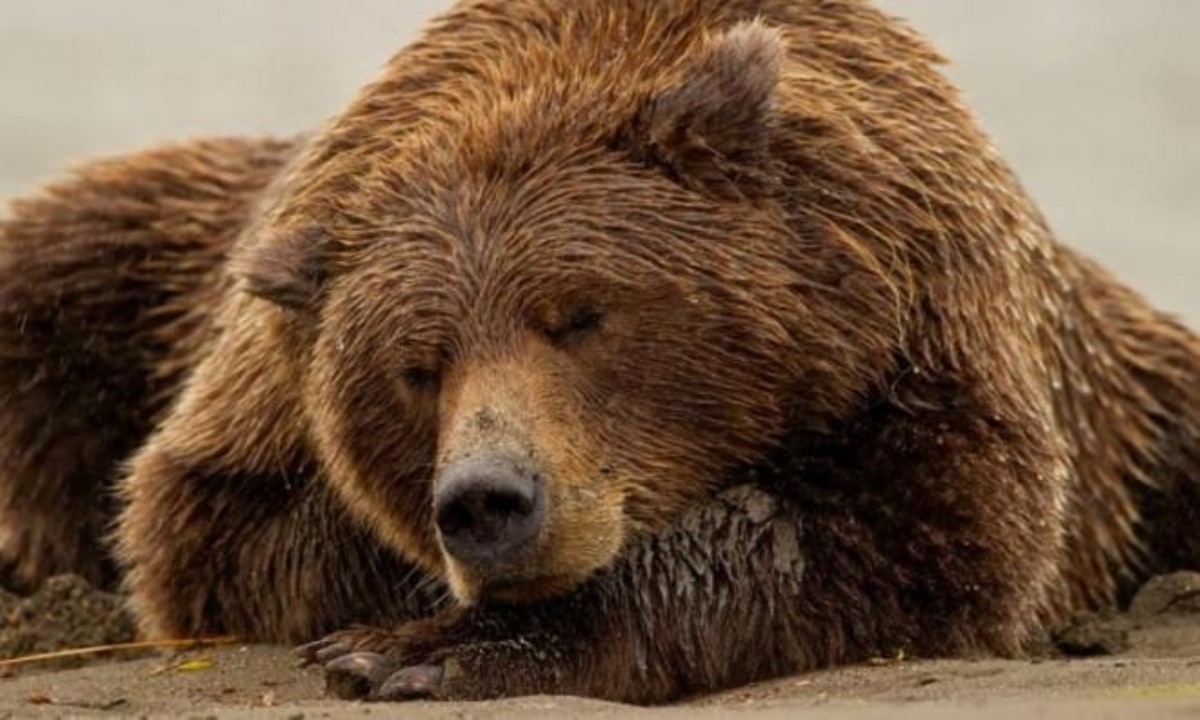 Что происходит с медведем во время его зимней спячки