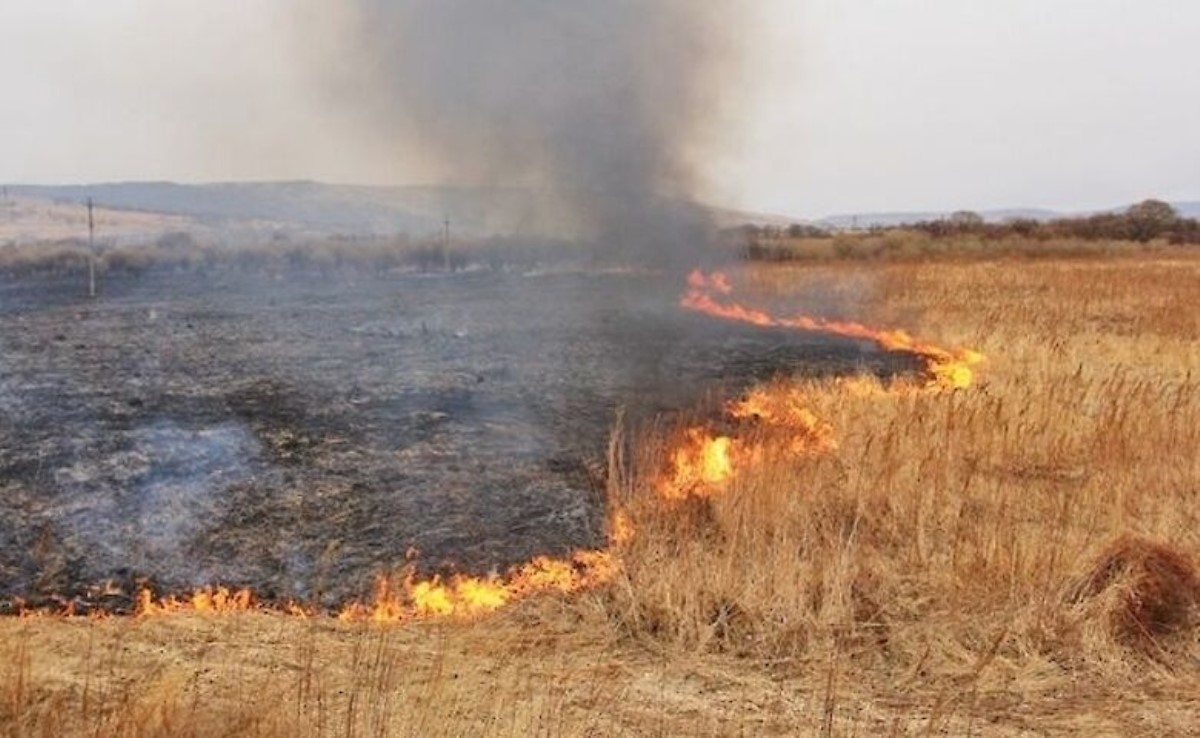 Сжигание полей. Пожар в поле. Степные пожары. Пожар в степи. Выжженное поле пшеницы.