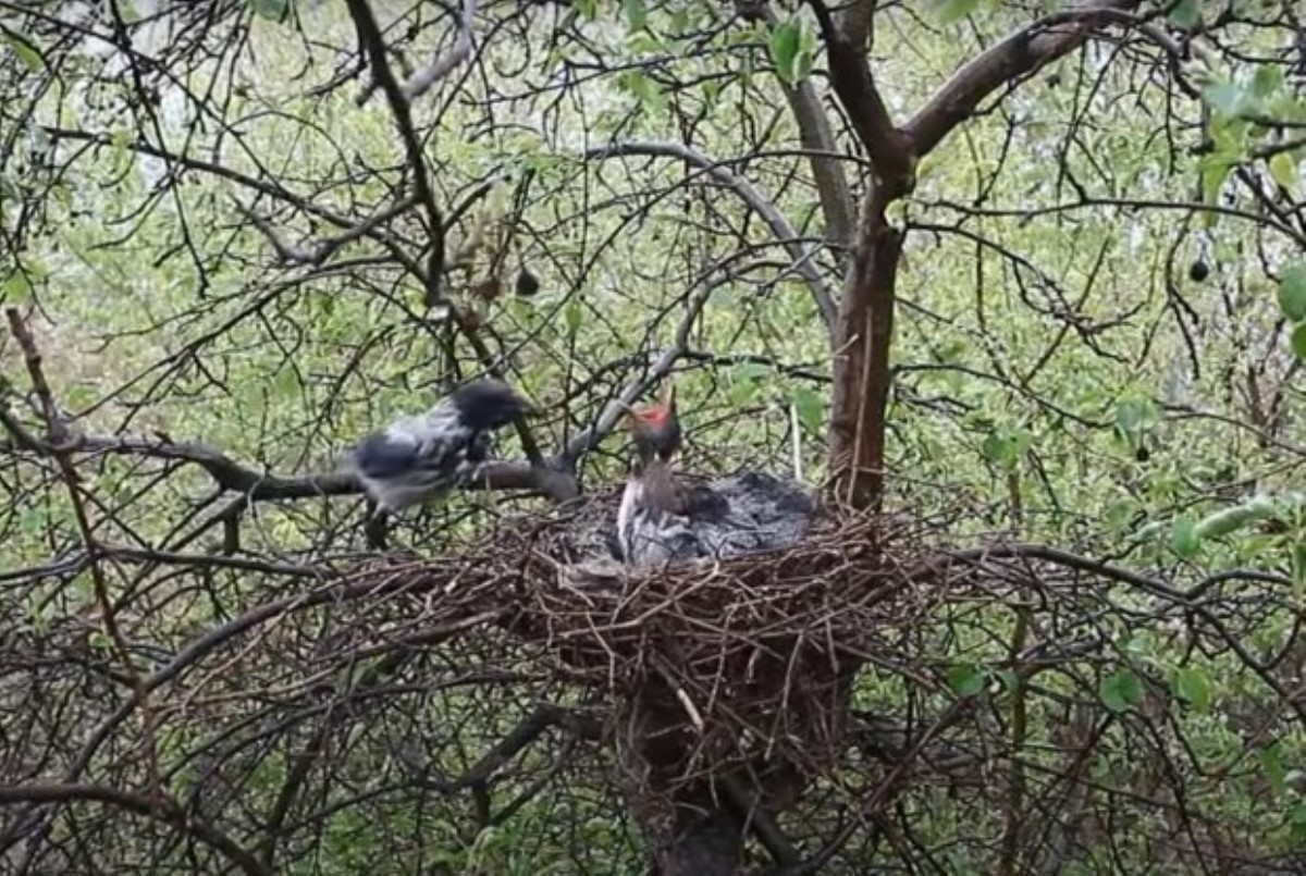 Находчивые птицы свили гнездо в мужских трусах