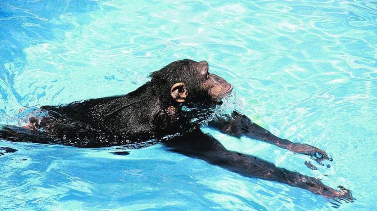 Веселые обезьяны устроили заплыв в бассейне отеля