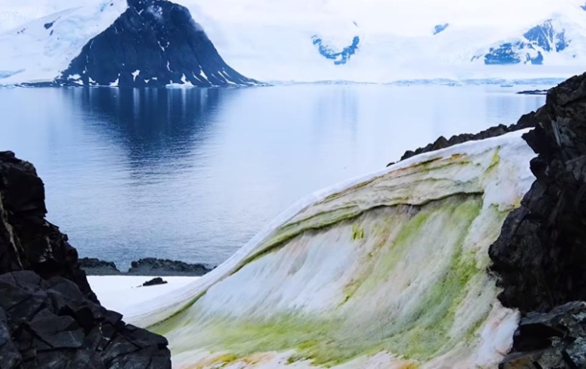 В Антарктиде начал зеленеть снег. Видео
