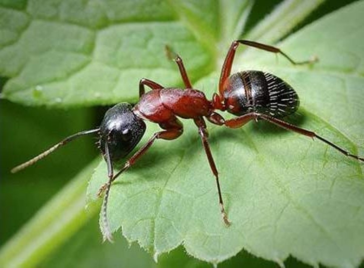 Как избавиться от муравьев на даче раз и навсегда
