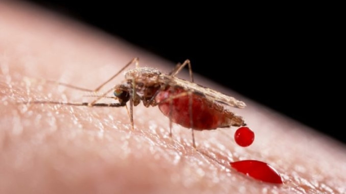 Студент завез в Украину малярию, которая "ждала" с осени